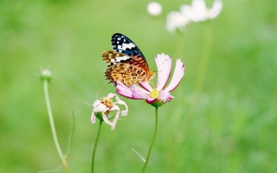 Learning to explore and accept how we feel